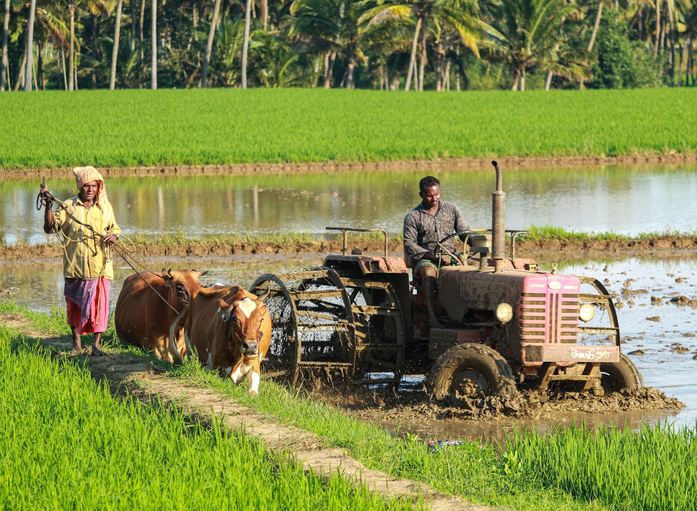 Expansive agricultural landscape across Africa