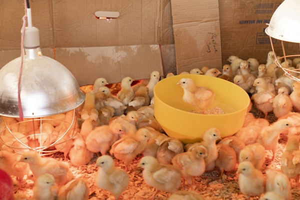 Agricultural food processing and value addition
