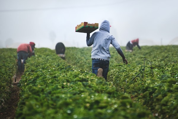 Young Africans engaged in modern agricultural practices